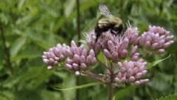 Cambio climático pone en riesgo a la población de abejorros