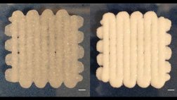 Material biológico impreso en 3D repara huesos rotos