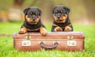 Colas a Bordo: conoce el proyecto para viajar con tu perro