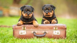 Colas a Bordo: conoce el proyecto para viajar con tu perro