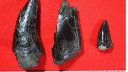 Hallan colmillos del mayor dinosaurio carnívoro de Japón