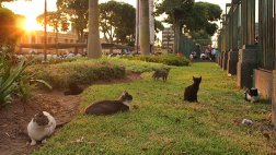Gatos en Parque Universitario: Lima realiza control sanitario