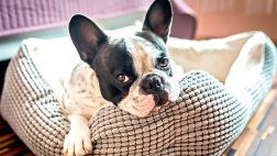 Dulces sueños: elige la cama ideal para tu mascota
