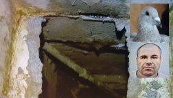 'El Chapo' Guzmán: las aves que usó para su escape