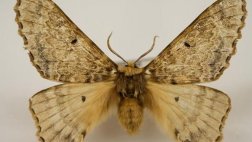 Descubren una nueva familia de grandes mariposas