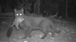 Australia: dos millones de gatos serán sacrificados