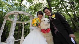 Vive una experiencia distinta con alpacas en este hotel japonés