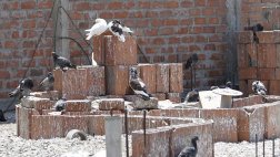 Callao alerta ante riesgos por sobrepoblación de palomas
