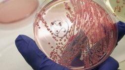 Hallan genes que explican la supervivencia de los insectos