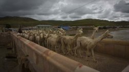 Apurímac: vacunan a camélidos en Andahuaylas ante frío extremo
