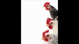 El peor enemigo de un pollo es un peruano