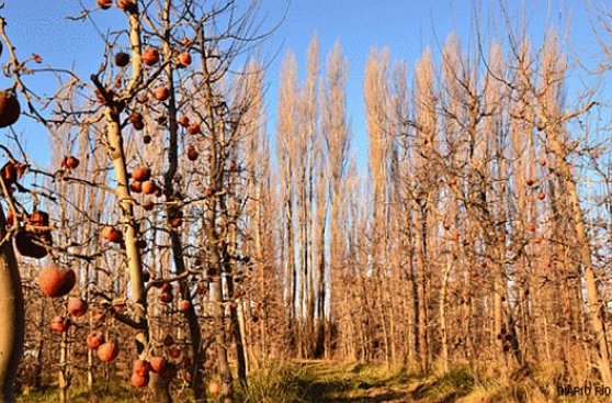 ¿Por qué se pudrieron 200 mlls. de kilos de fruta en Argentina?
