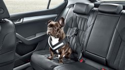 Los perros también tienen su cinturón de seguridad