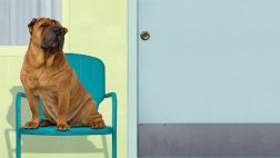 Hoteles para mascotas: Viaja tranquila en Fiestas Patrias