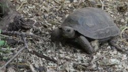 Esto te puede pasar si te llevas un "recuerdo" de Galápagos