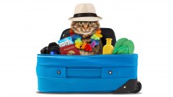 ¿Quieres viajar con tu mascota? Te damos las pautas para ello