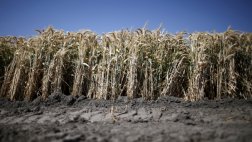 La agricultura habría empezado hace 23.000 años