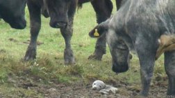 ¿Cómo terminó una foca recién nacida en un potrero de vacas?