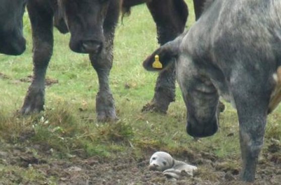 ¿Cómo terminó una foca recién nacida en un potrero de vacas?