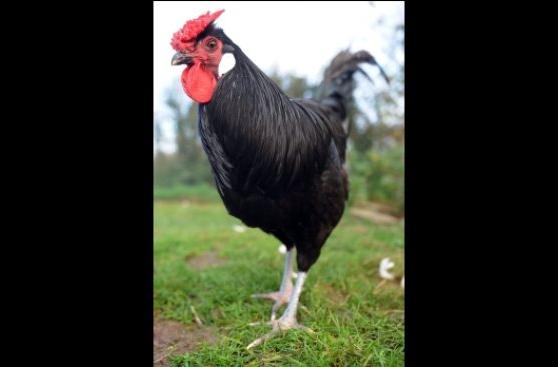 El gallo que canta al amanecer no es el más madrugador