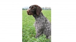 El collar de ahorque: ¿mi perro lo necesita?
