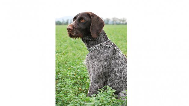 El collar de ahorque: ¿mi perro lo necesita?