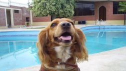 Conozca el rentable negocio de hospedaje para perros en Lima