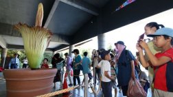 Parque botánico japonés exhibe la flor más grande del mundo
