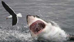 Los métodos más sofisticados para evitar los ataques de tiburón