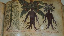 La mandrágora: la manzana de satán que cura y mata