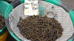 Científicos proponen alimentar a la población con insectos