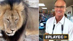 El dentista que mató a Cecil, el león más querido de Zimbabue
