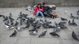 Alimentar palomas en La Punta te costará 385 soles