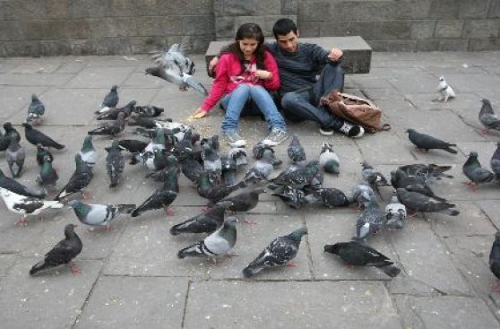 Alimentar palomas en La Punta te costará 385 soles