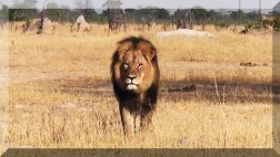El león Cecil, la emoción de la caza y la extinción de animales