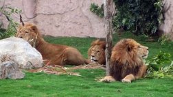 Parque de las Leyendas: OSCE detectó contratos irregulares