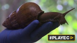 Florida lucha contra caracoles gigantes del tamaño de un zapato