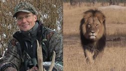 Zimbabue pide extradición del cazador que mató al león Cecil