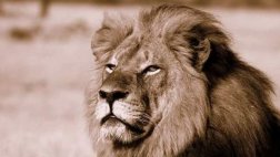 Zimbabue restringe la caza mayor tras la muerte del león Cecil