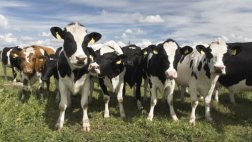 Suiza: Anciana alemana muere pisoteada por vacas en los Alpes