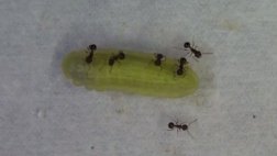 Esta oruga droga a las hormigas para que la protejan