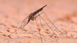 Modificar bacterias de la piel evitaría picadura de mosquitos