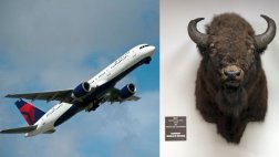 Aerolínea Delta prohíbe el transporte de trofeos de caza