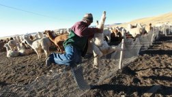 Muerte de alpacas en Puno: más de 170.000 solo en dos semanas