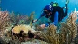 Acuarios de Florida y Cuba logran acuerdo para proteger corales