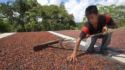 Marcas sectoriales de café y cacao se lanzarán este año