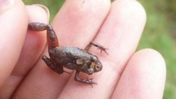 Científicos descubren una nueva especie de rana en el Cusco