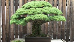 Seres y objetos que sobrevivieron a la bomba de Hiroshima
