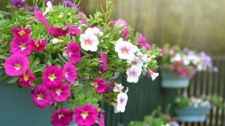 Cómo mantener tus plantas en invierno