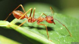 Científicos lanzan el primer mapa mundial de hormigas